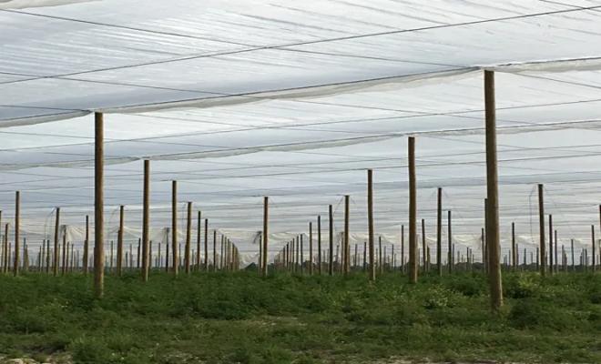 HC's Anti-Insect Net - Securing Crop Health with Precision Barrier Technology.jpg